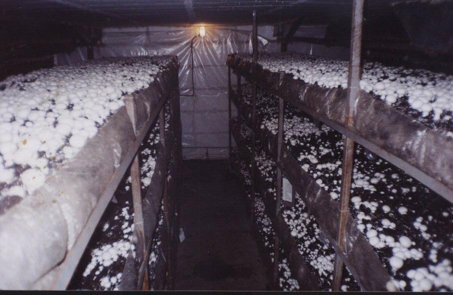 Помещение для грибов