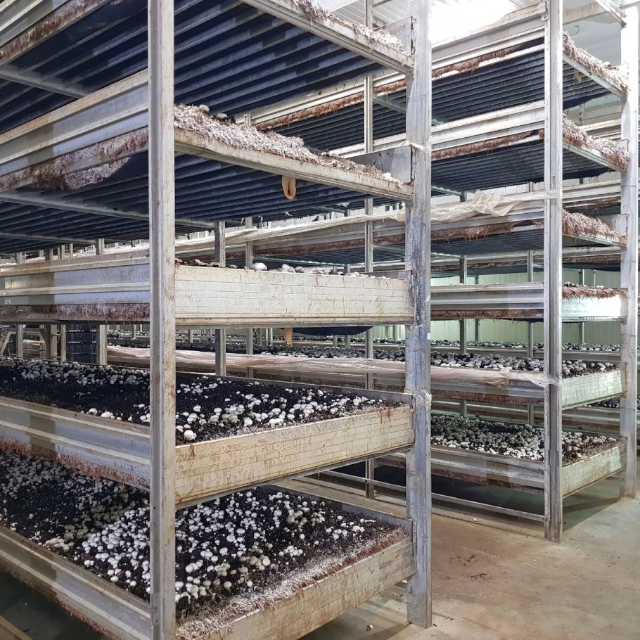 Культивирование грибов