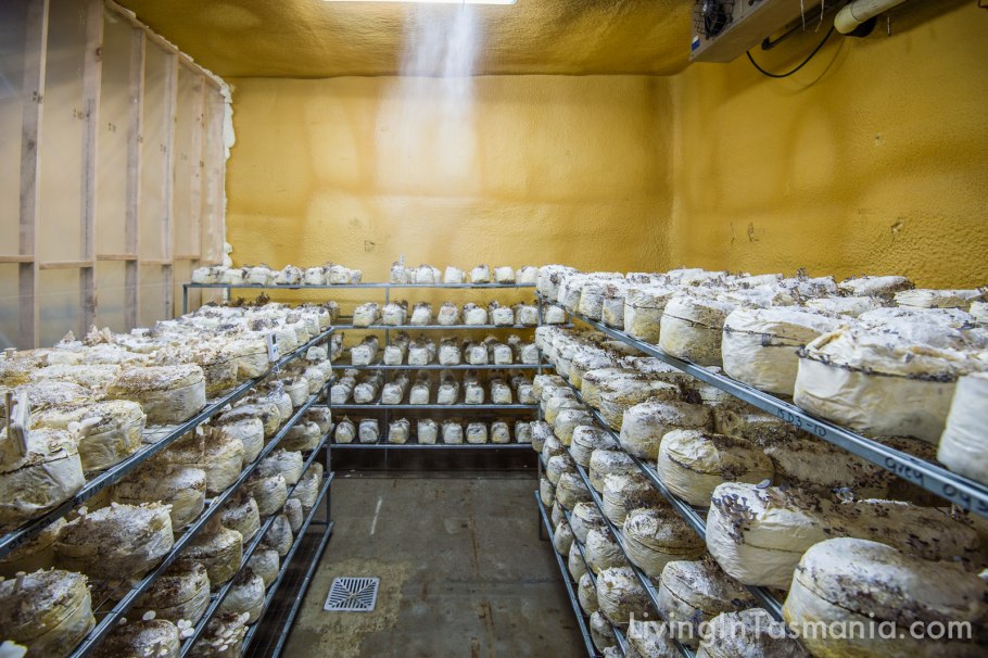 Выращивать шампиньоны