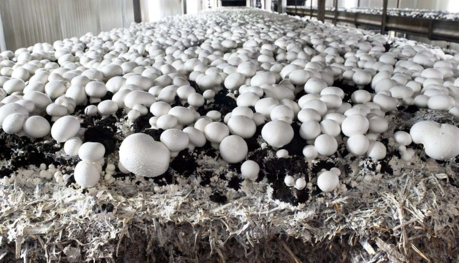 2 Фаза выращивания шампиньонов