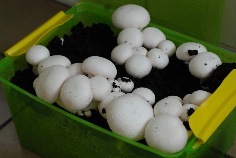 Идеи домашнего бизнеса