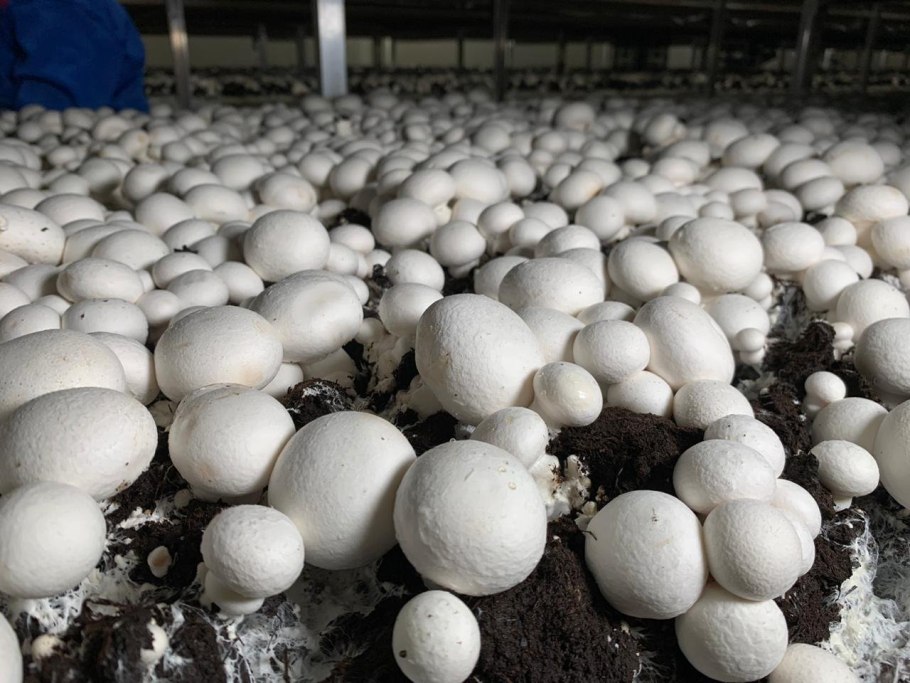 Ферма шампиньонов в Улан-Удэ