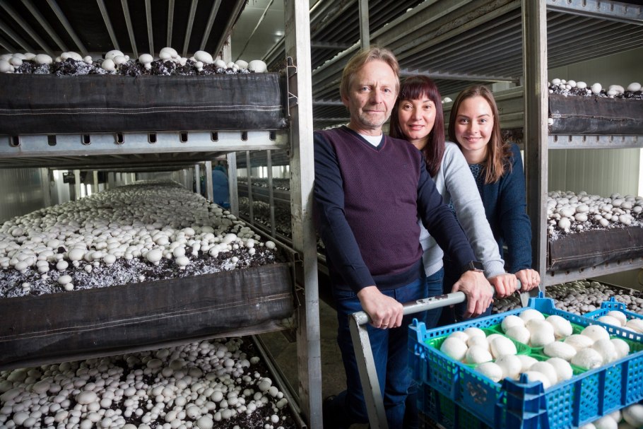 Выращивать шампиньоны