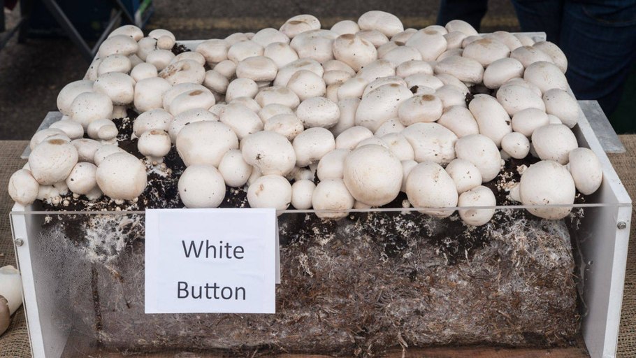 Мицелий грибов шампиньонов