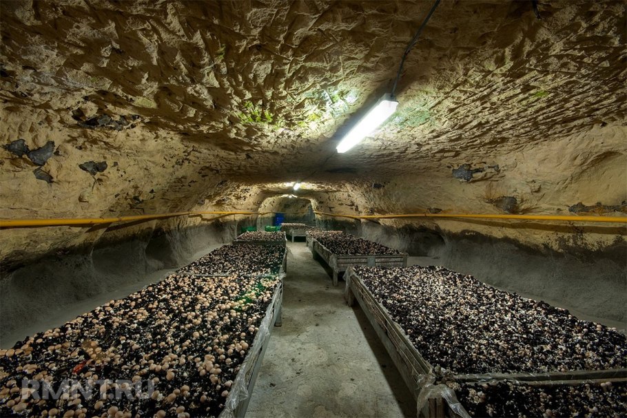 Помещение для шампиньонов