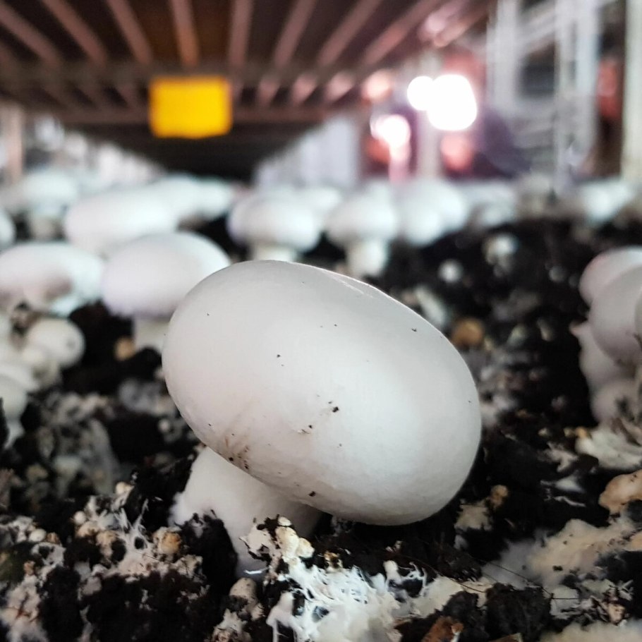 Мини грибная ферма