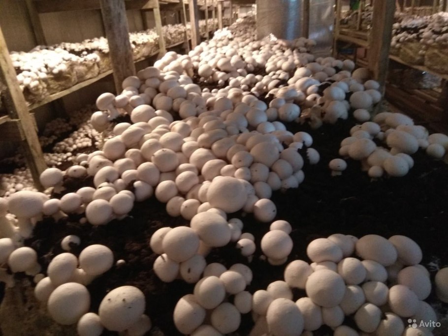 Где выращивают шампиньоны Нижний Новгород
