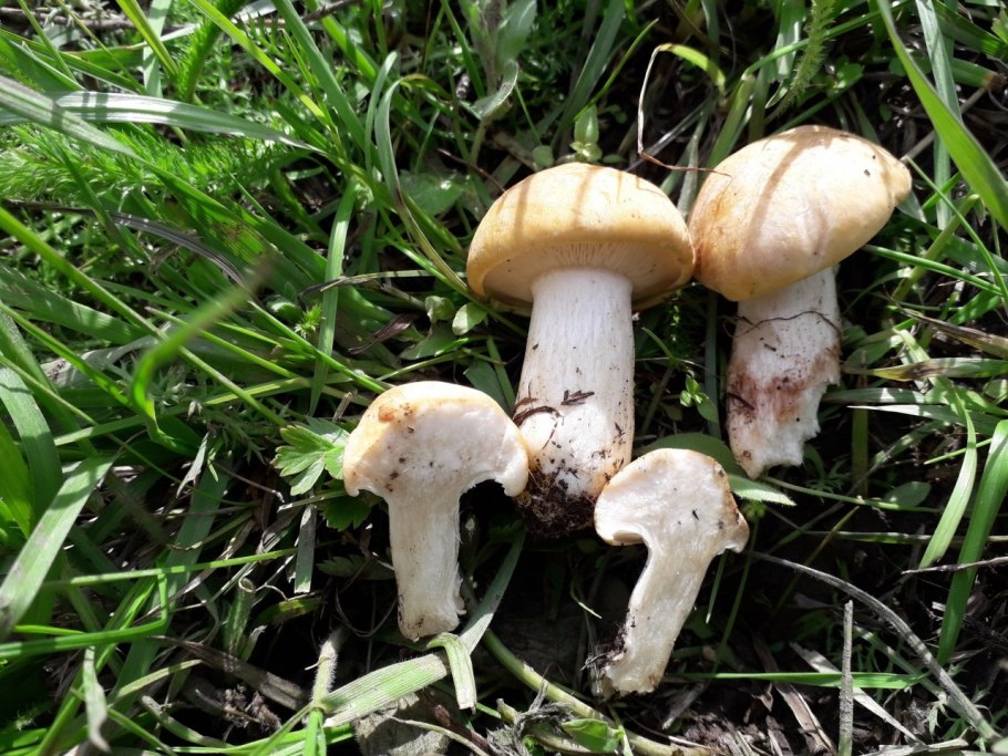Рядовка Майская Calocybe gambosa
