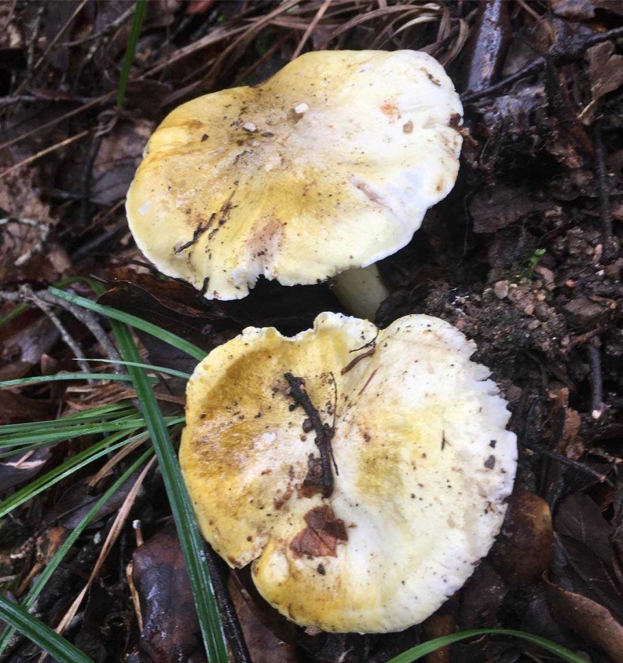 Рядовка серая Tricholoma saponaceum