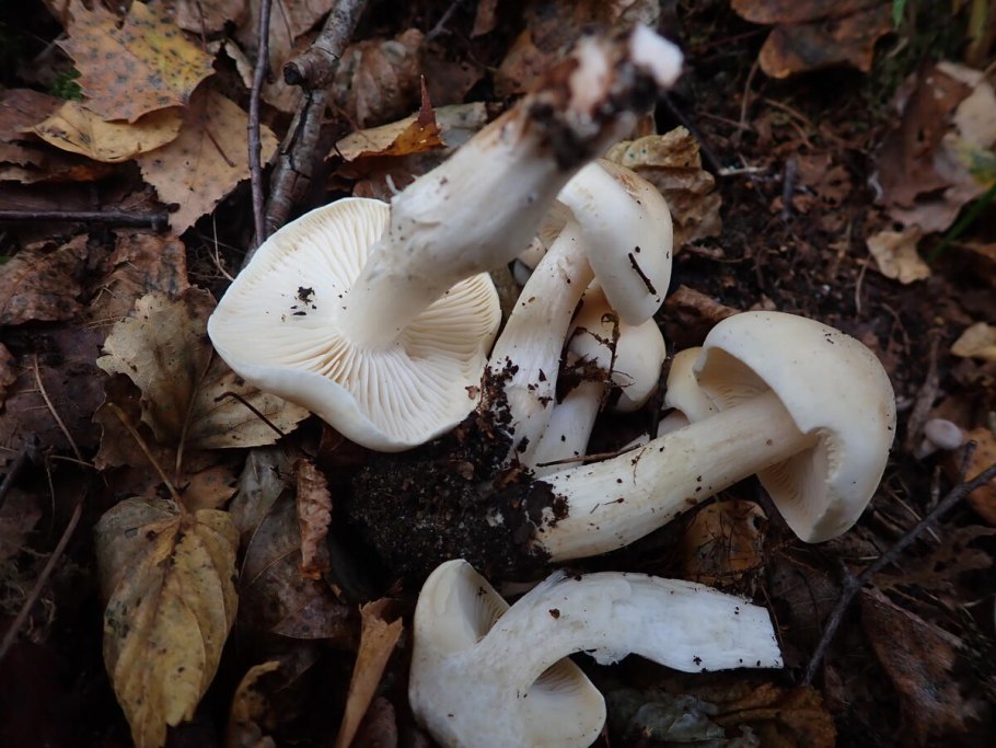Рядовка голубиная (лат. tricholoma columbetta)