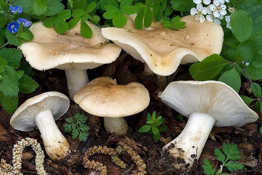 Грибы майские рядовки