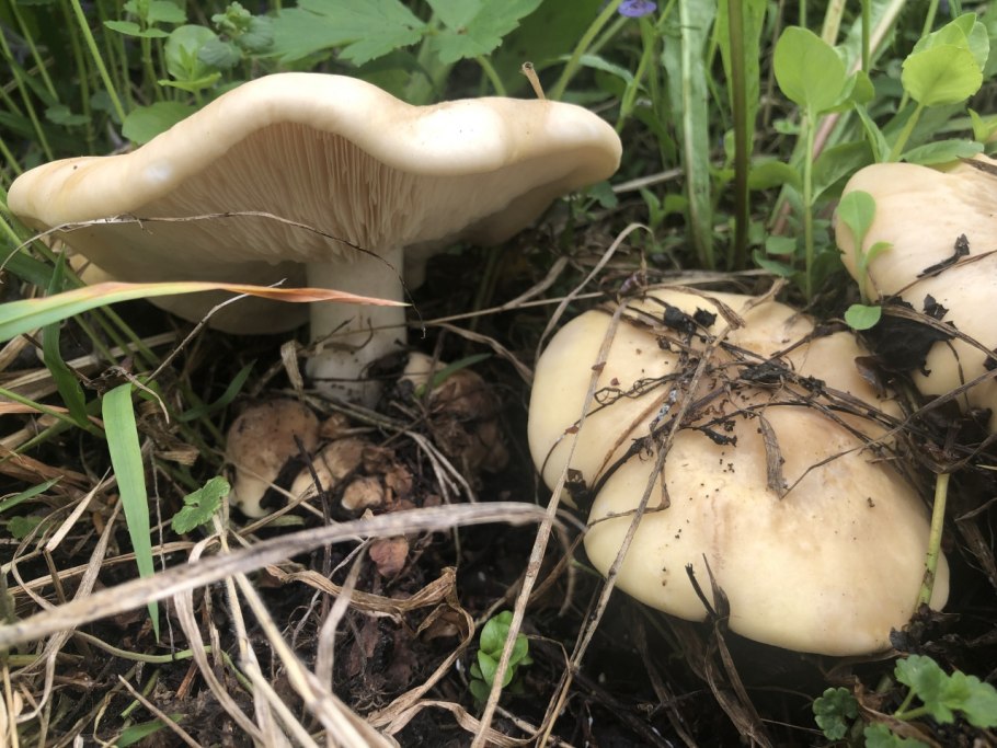 Рядовка Майская Calocybe gambosa