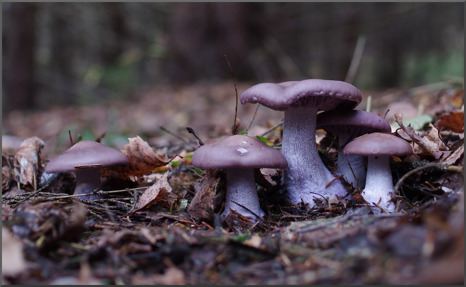 Рядовка фиолетовая