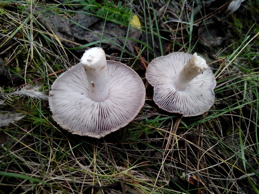 Рядовку землисто-серую (tricholoma terreum)