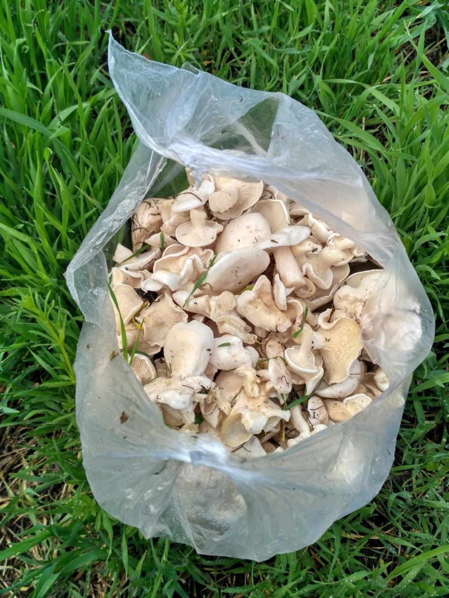 Рядовку землисто-серую (Tricholoma terreum)