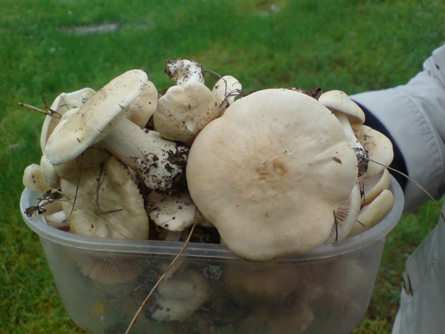 Майский гриб calocybe gambosa