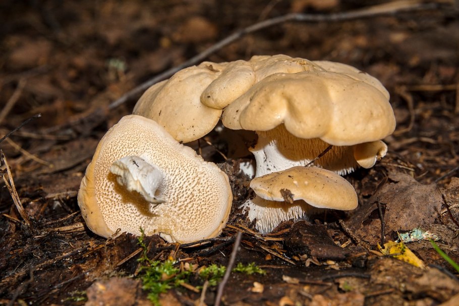 Ежевик жёлтый (Hydnum repandum).