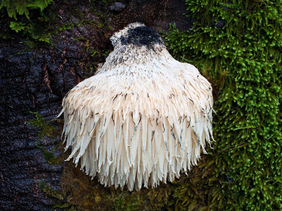 Львиная грива (ежевик гребенчатый)