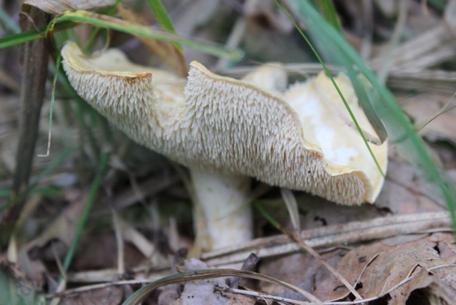 Желтый ежовик съедобный