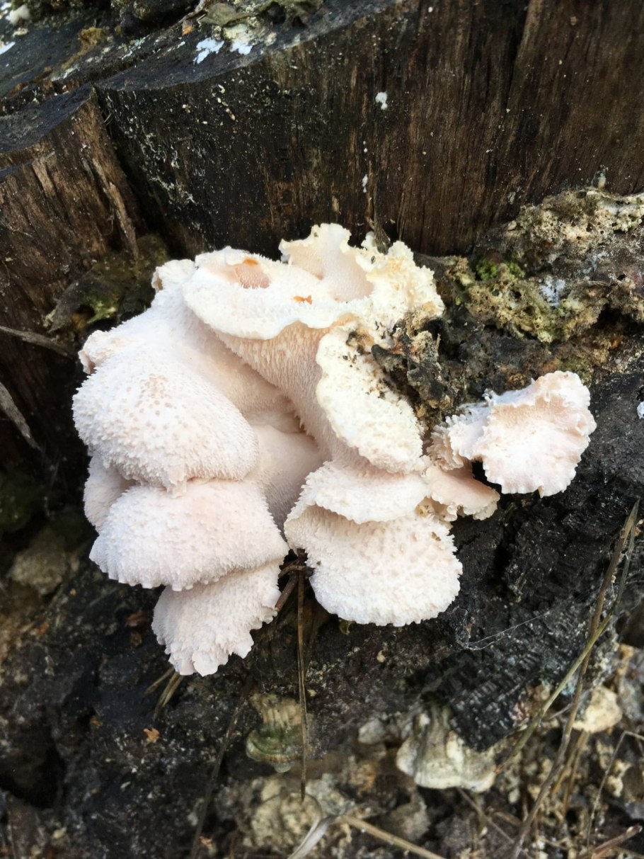 Гриб ежовик усиковый