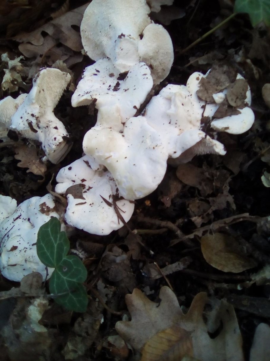 Ежовик белый съедобный