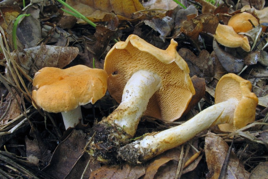 Еловик желтый гриб