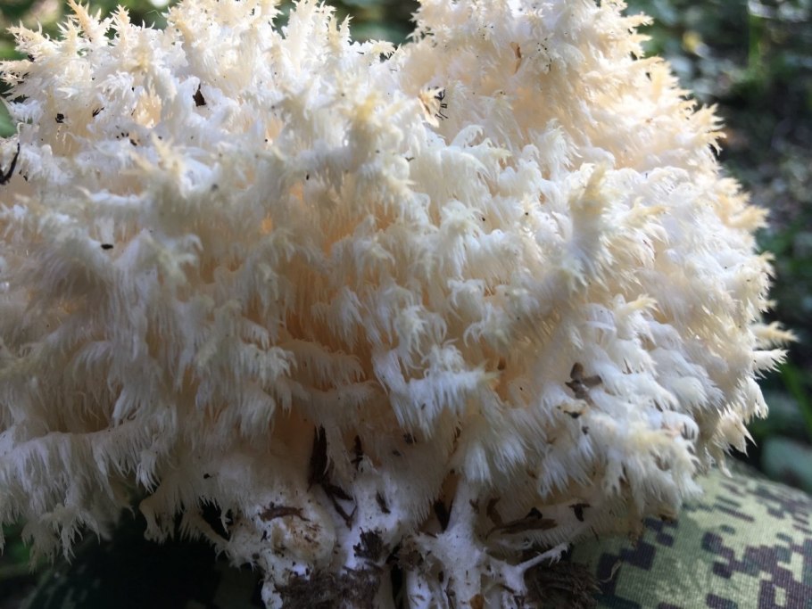 Гриб ежовик коралловидный желтый