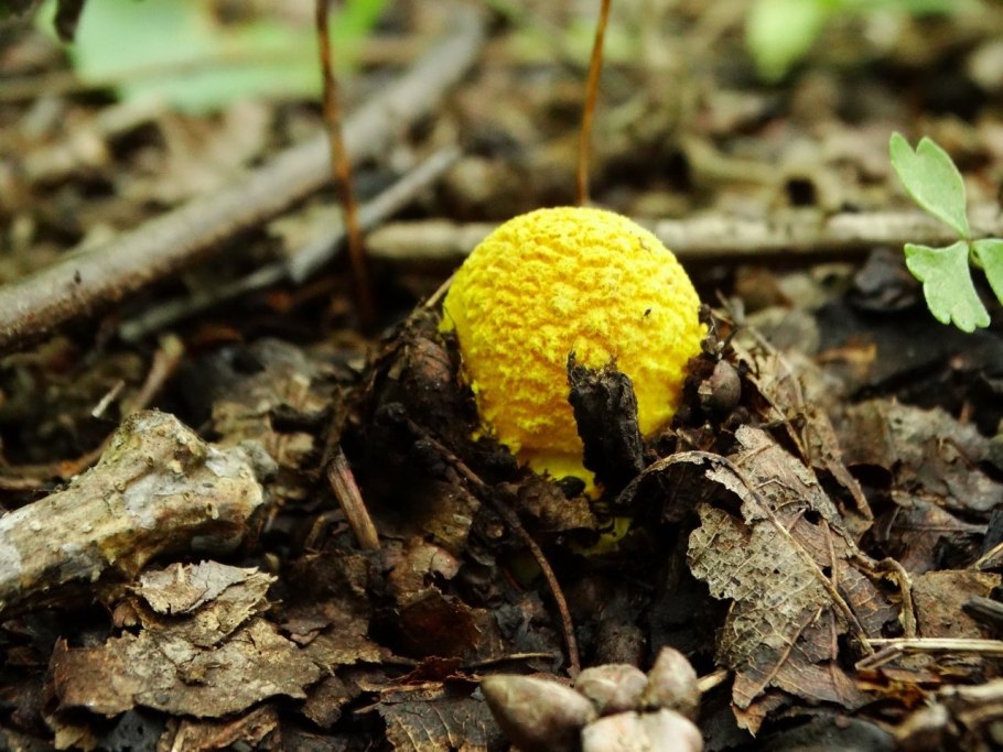 Царский гриб Приморье