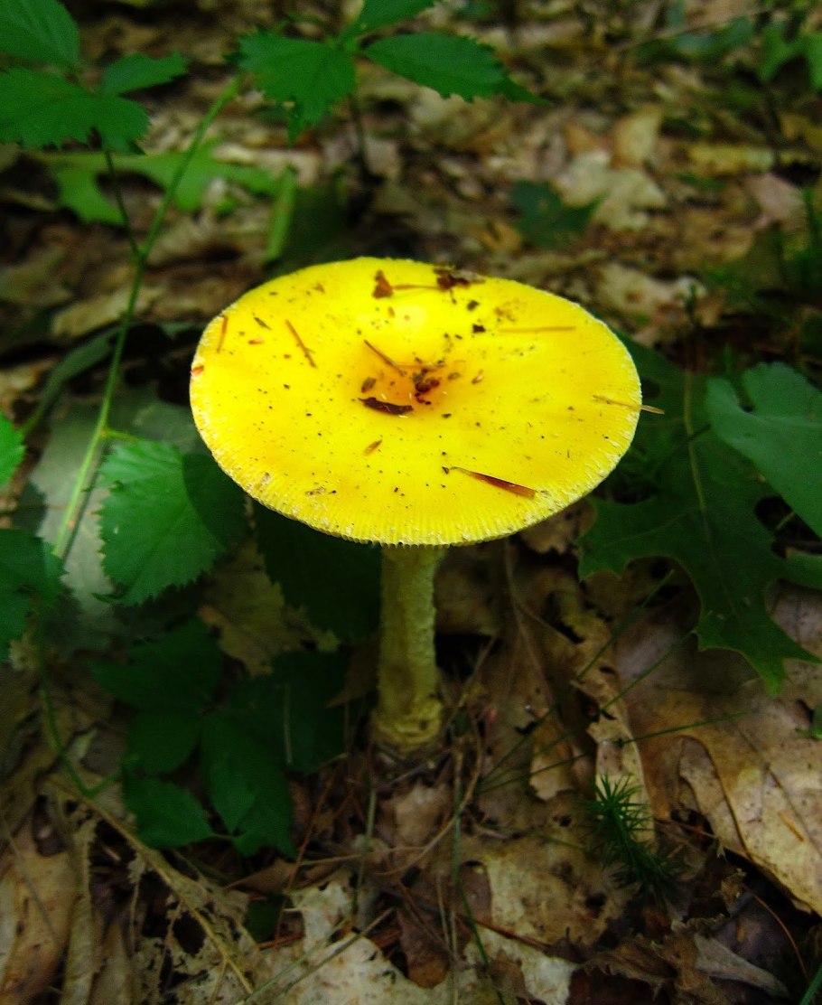 Golden fungi жёлтый гриб