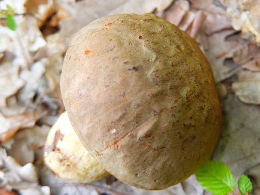 «Гриб дождевик» (Puffball