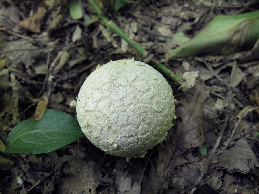 Гриб дождевик клочковатый