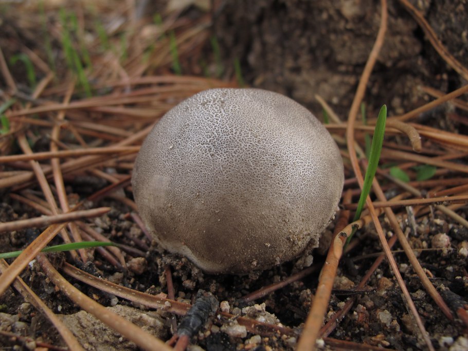 Ложнодождевик обыкновенный