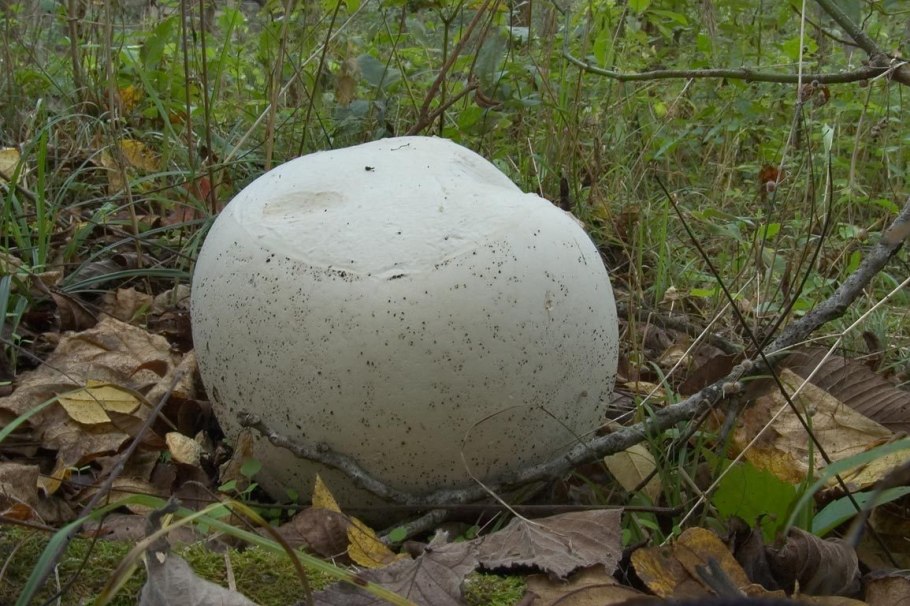 ГОЛОВАЧ (род грибов)