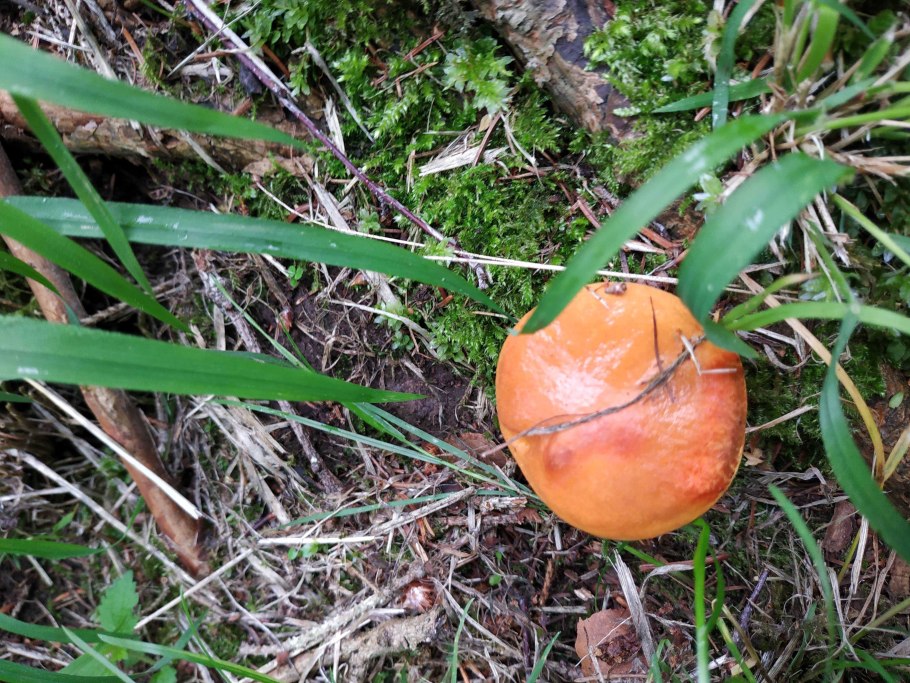 Рыжий круглый гриб