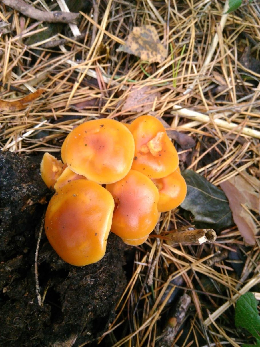 Желтый гриб