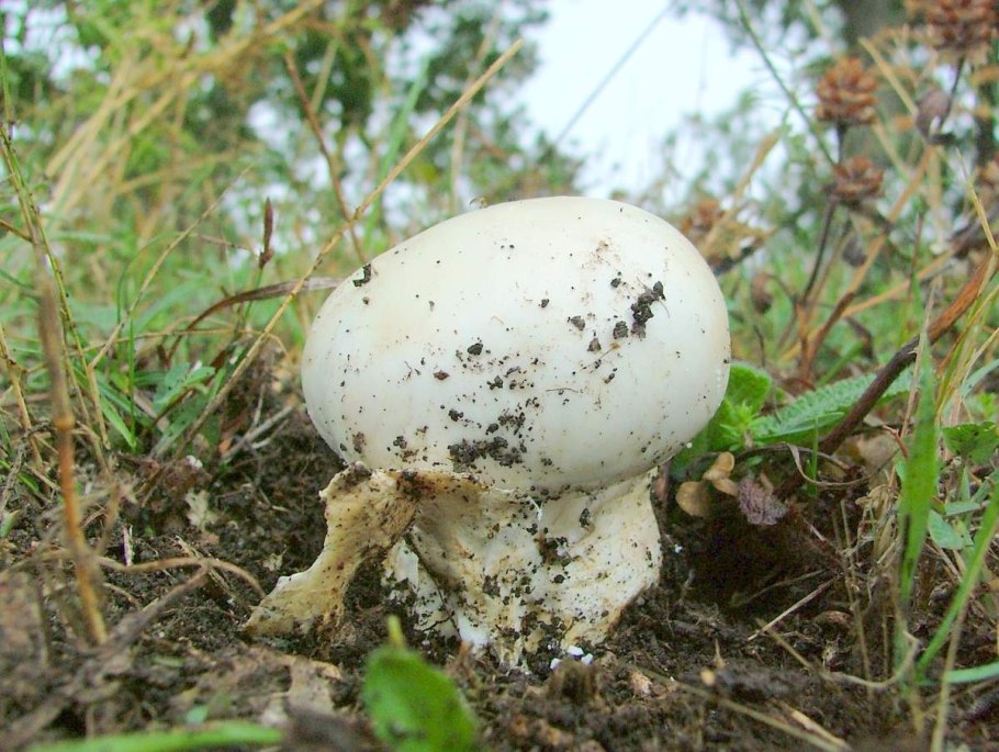 Пантерный мухомор желтый