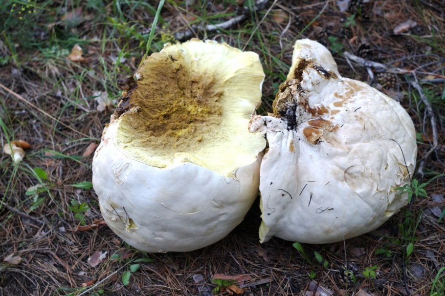 Дождевик гигантский гриб Даурский