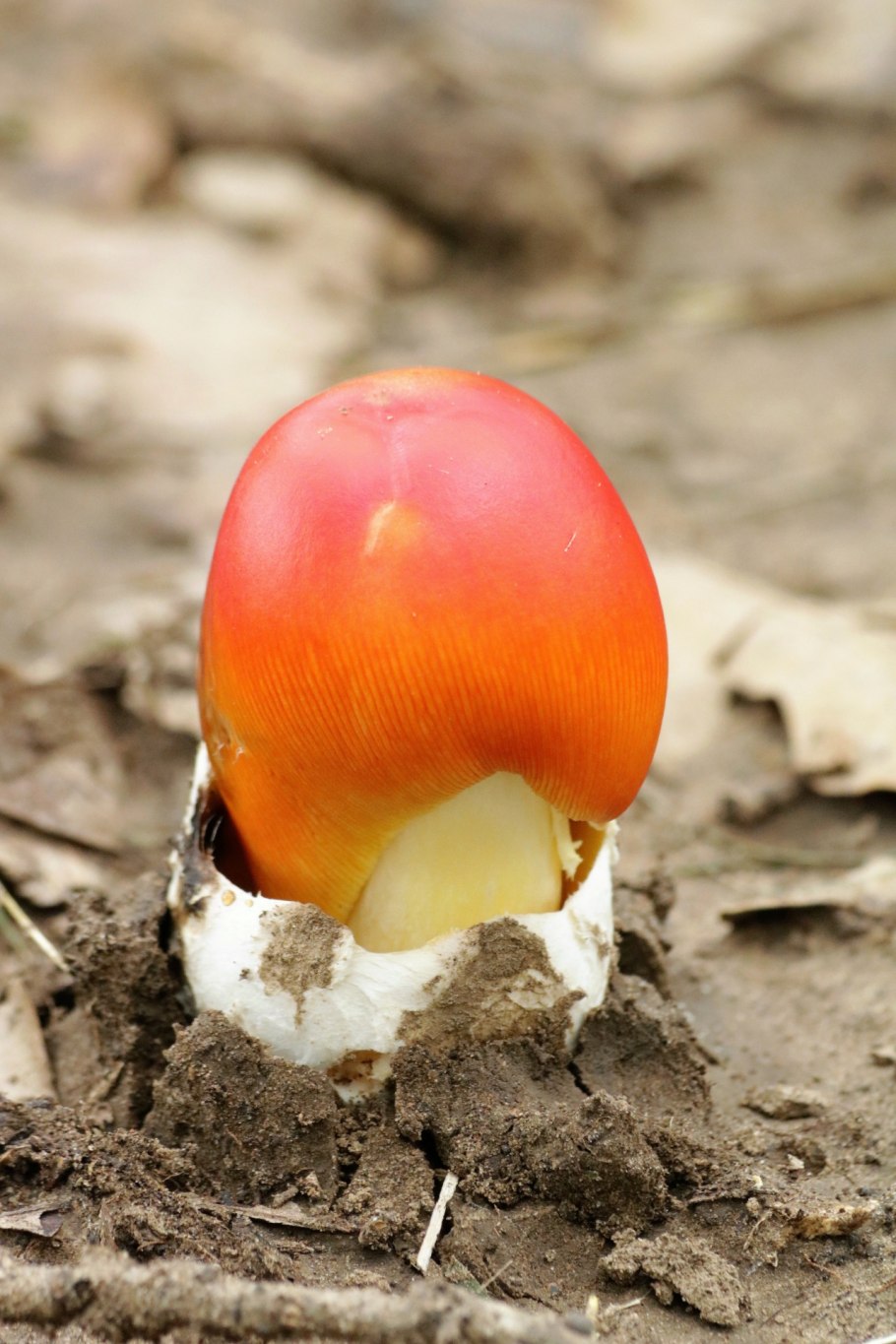 Hemileccinum impolitum