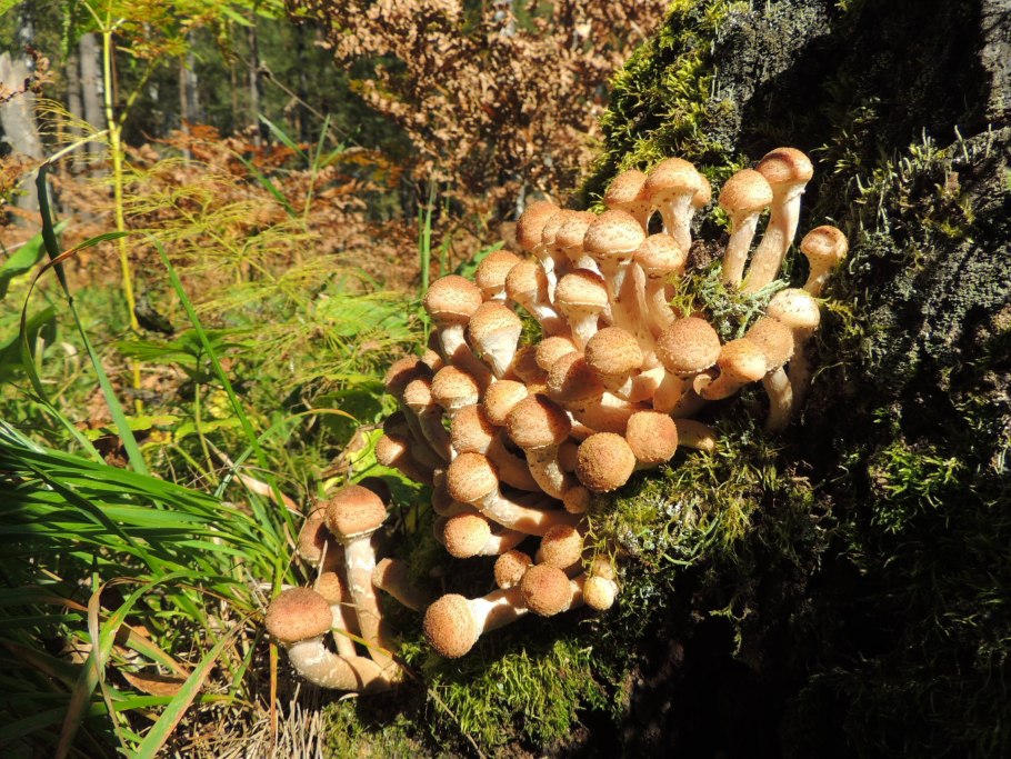 Опенок темный Armillaria ostoyae