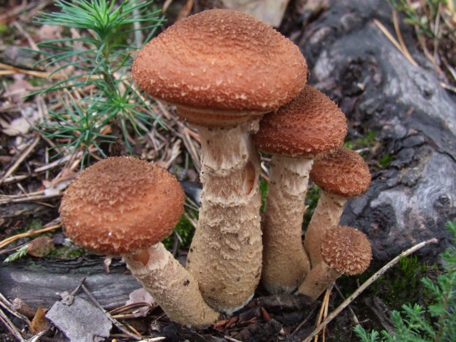 Гриб Armillaria ostoyae