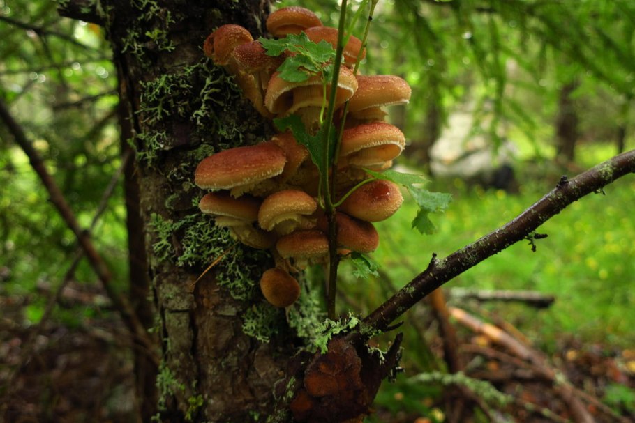 Грибница опенка темного Armillaria ostoyae