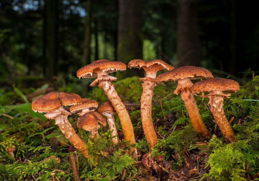 Armillaria mellea