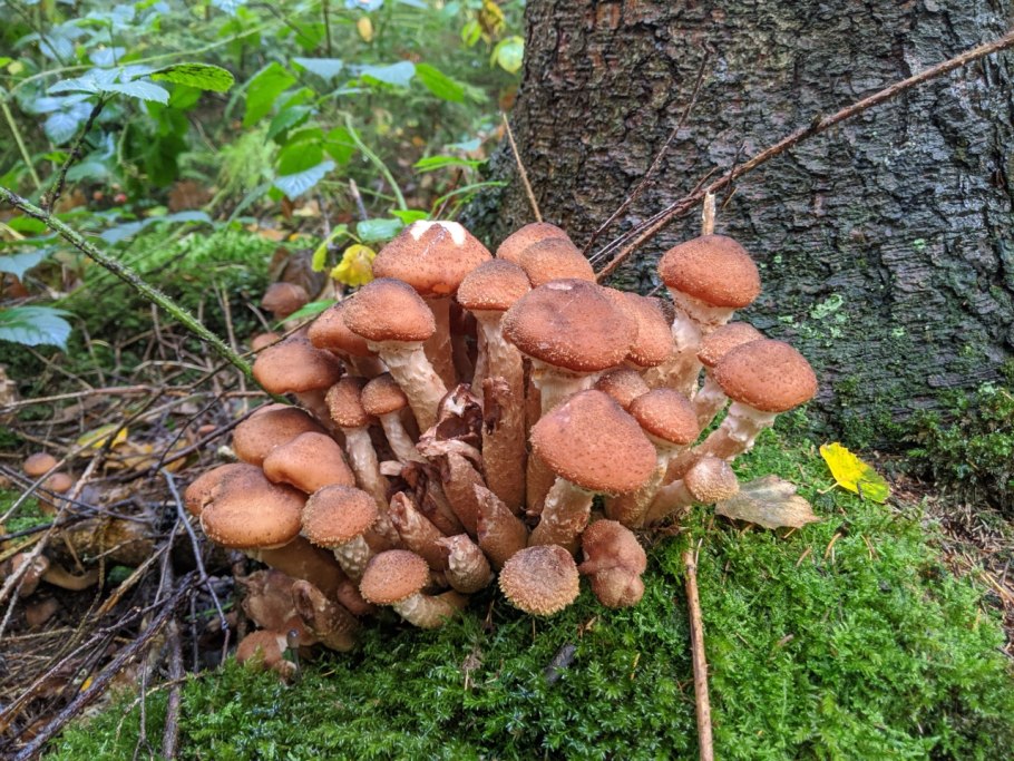 Опенок темный Armillaria ostoyae