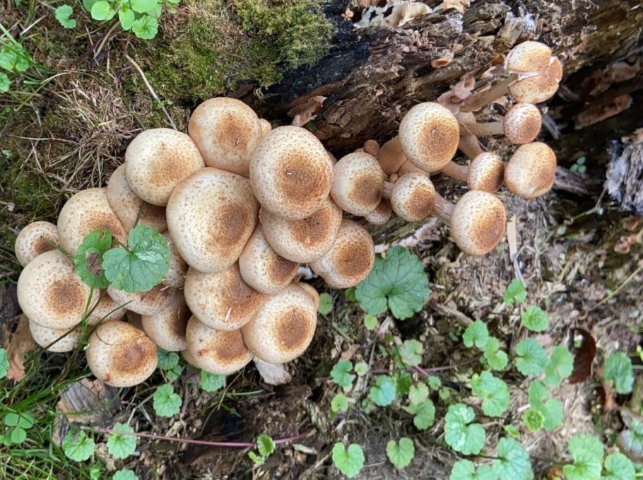 Опята морозники