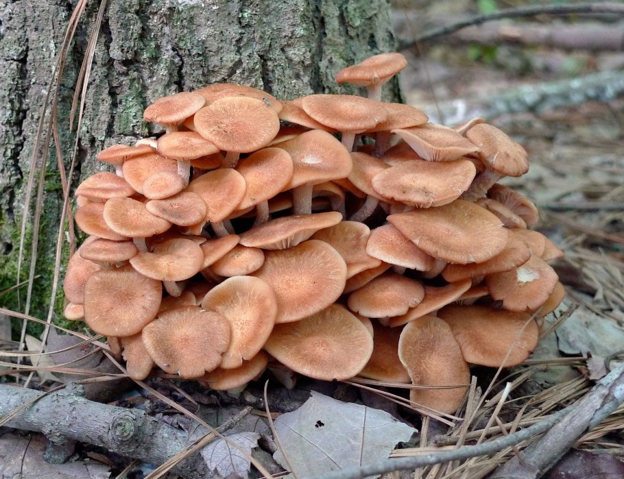 Опенок ссыхающийся Armillaria tabescens