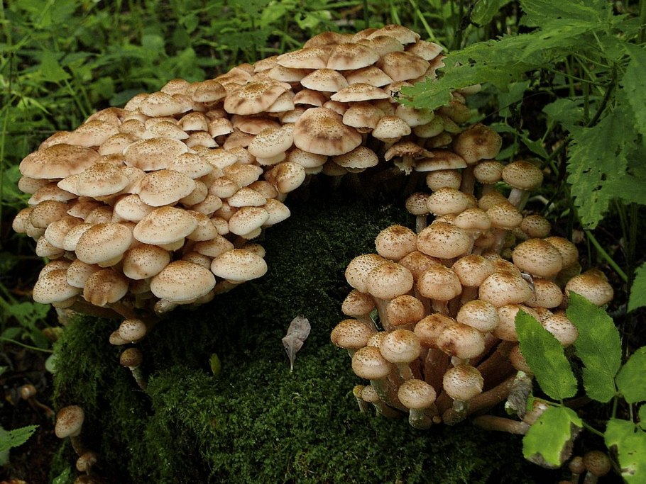 Опята Лесные