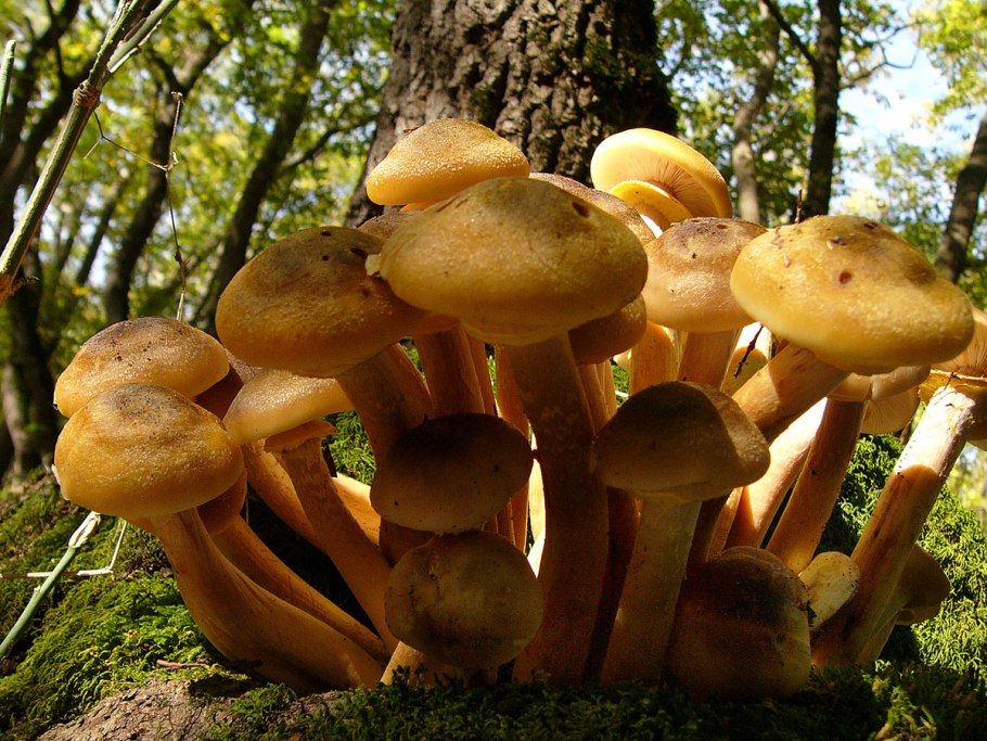 Опёнок осенний медовый (Armillaria mellea)