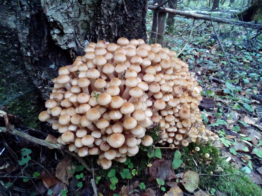 Осенние опята Сибирь