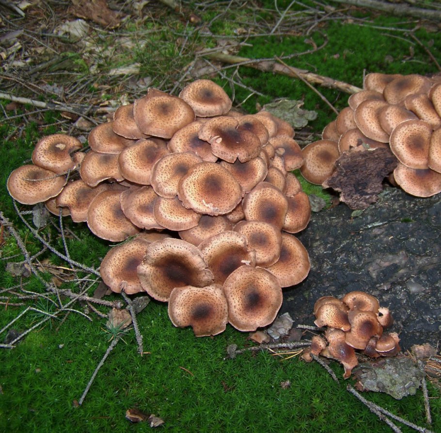 Опята осенние еловые