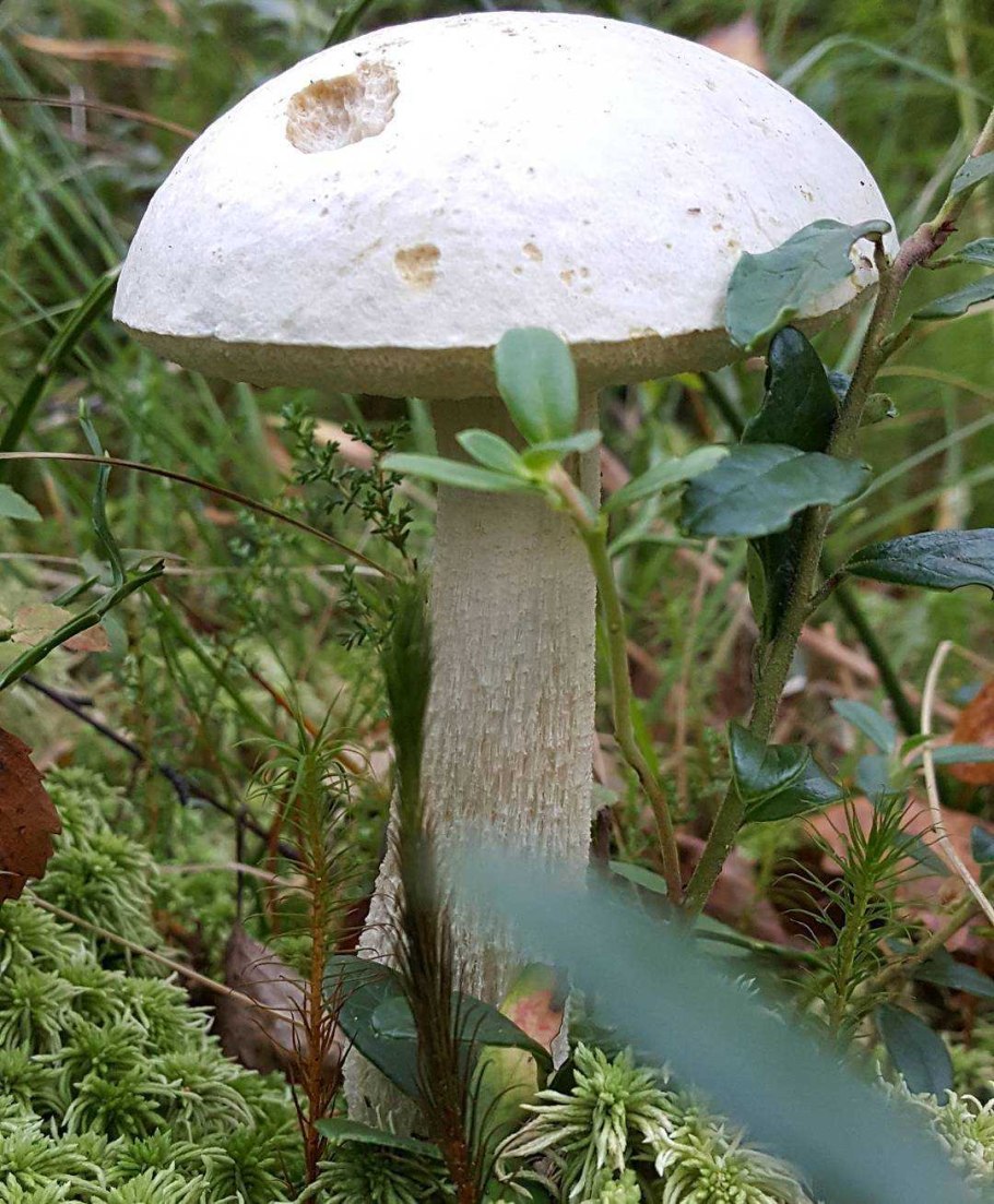 Подберезовик белый